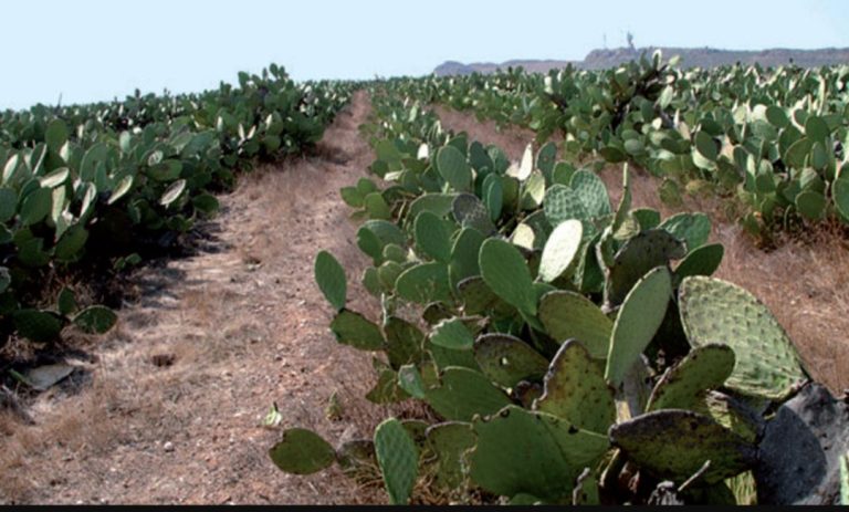 Près de 13 millions de DH mobilisés par l’Etat pour planter 2.390 ha de cactus à Rhamna  