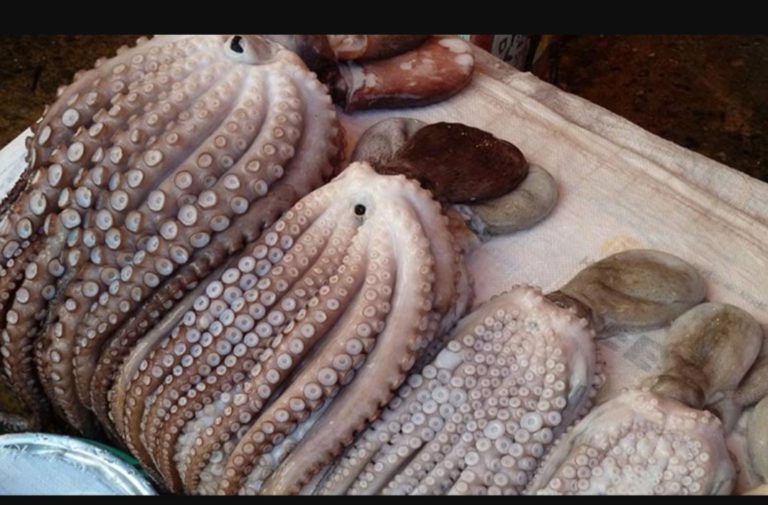 Pêche du poulpe : lancement d’un projet de généralisation des pots en terre cuite